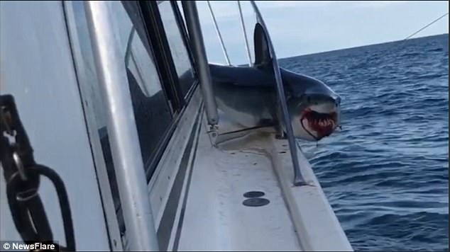 这头灰鲭鲨被卡后,用牙齿死咬围栏并不断挣扎