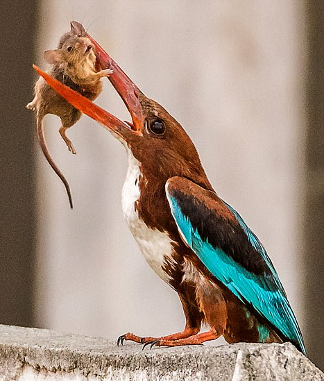 摄影师捕捉翠鸟捕食老鼠 画面凶残