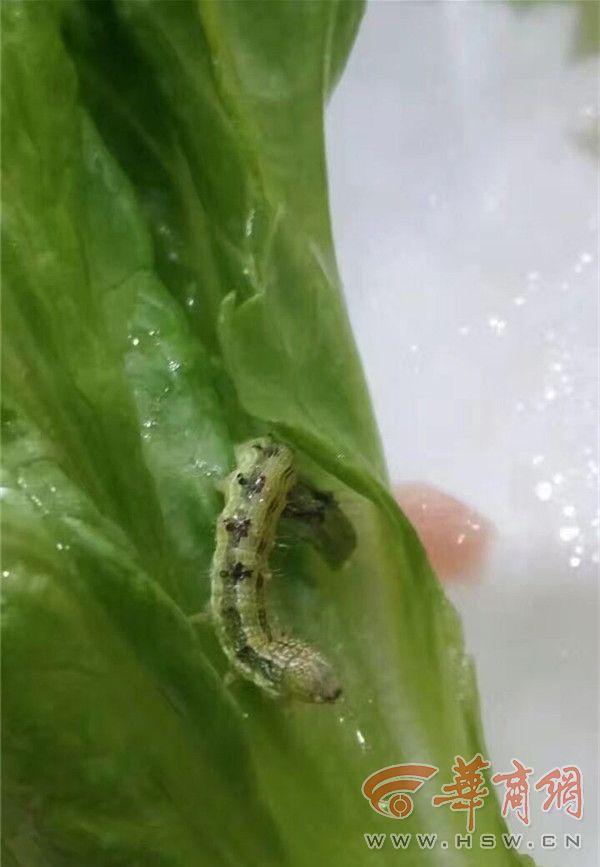 生菜里面的虫子图片