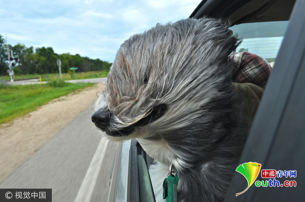 迎风而上的狗.