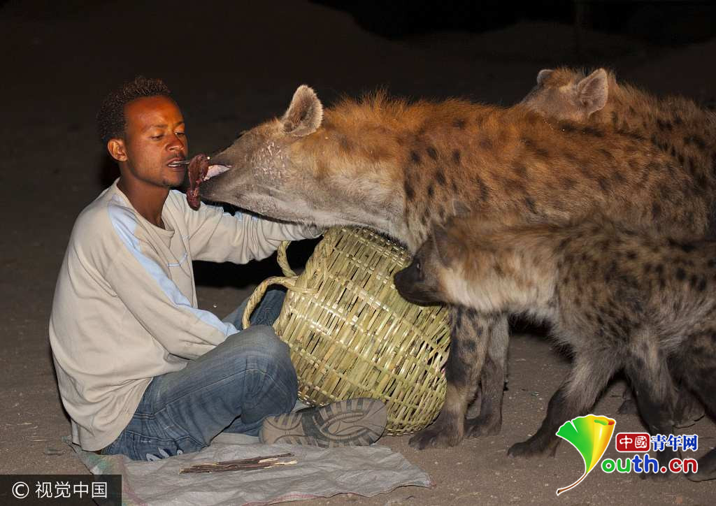 埃塞俄比亚,hyenas与土狼.