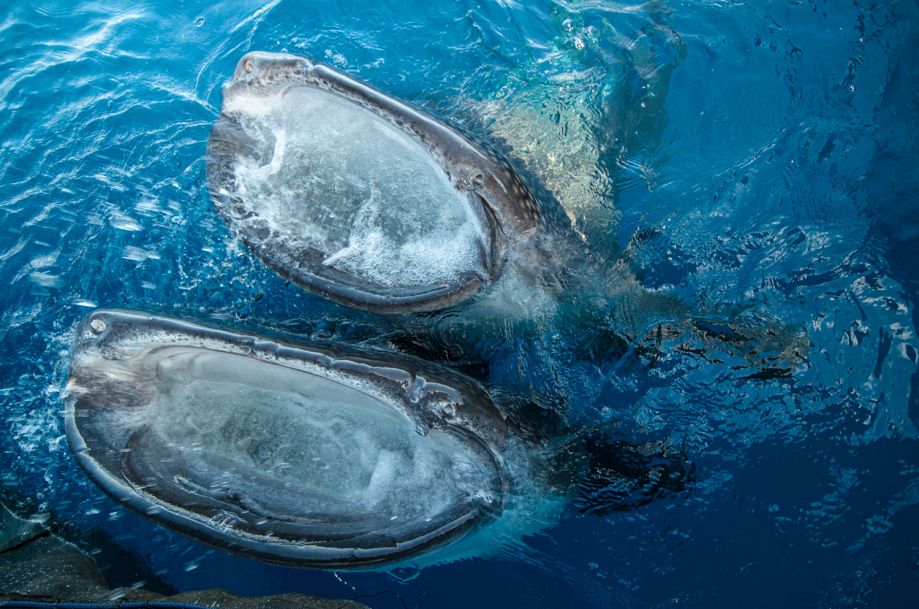 鲸鲨成渔民幸运符 在灯光下闪闪发光