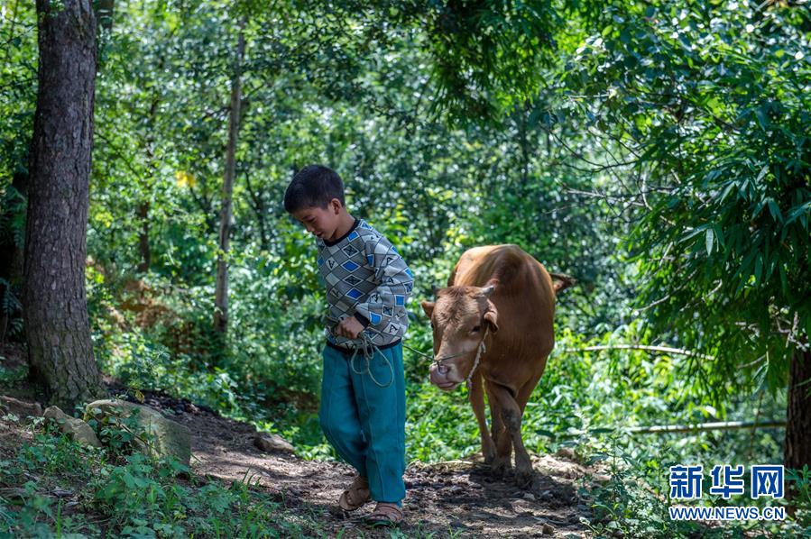 "大眼睛"男孩冯德清在山上放牛(2017年7月31日摄).