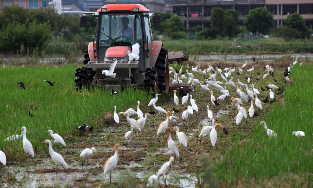 浙江温岭：农户耕地-白鹭相伴.jpg