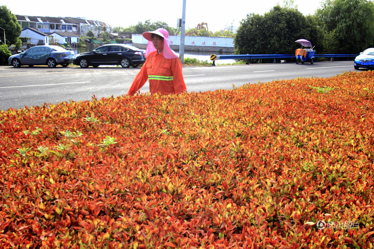 南方多地持续高温 植物被烤焦