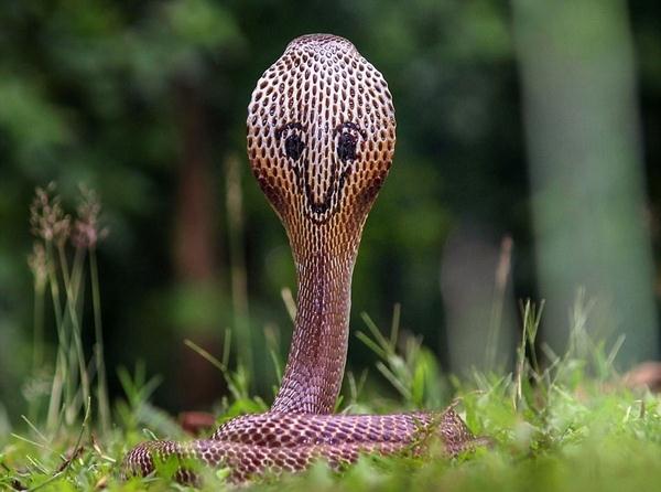 印度眼镜蛇背部长奇特斑纹 好似"咧嘴笑"