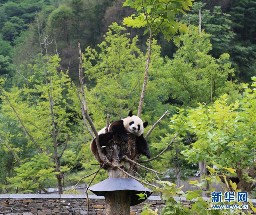 （九寨沟7级地震·图文互动）（1）九寨沟地震后卧龙大熊猫安然无恙