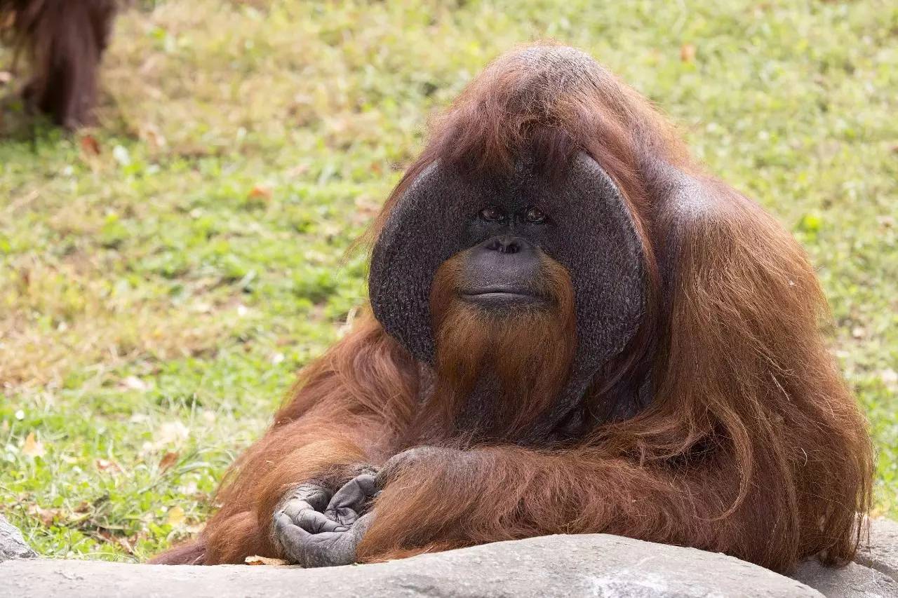 世界唯一大学毕业猩猩抑郁去世 曾经说自己是人类