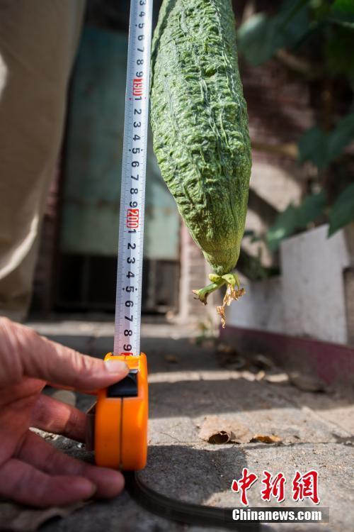 太原一老人种出两米多长丝瓜 引民众围观