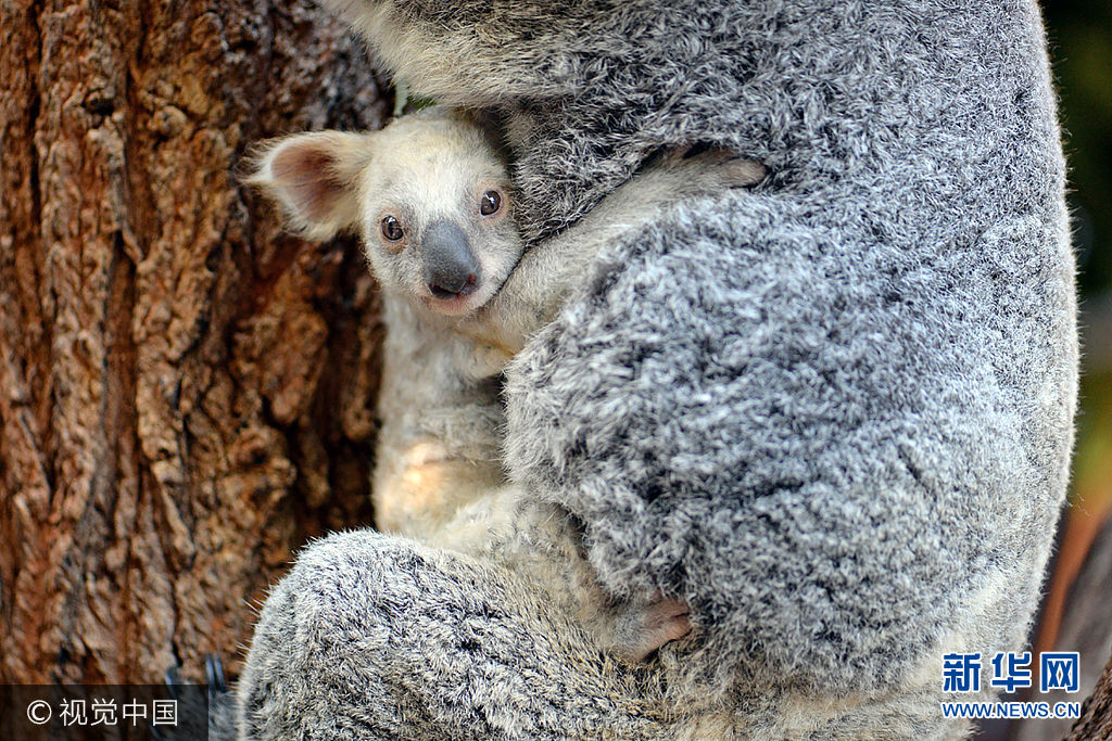 这只超萌的白色考拉是雌性,它的母亲是澳大利亚布里斯班动物园的考拉