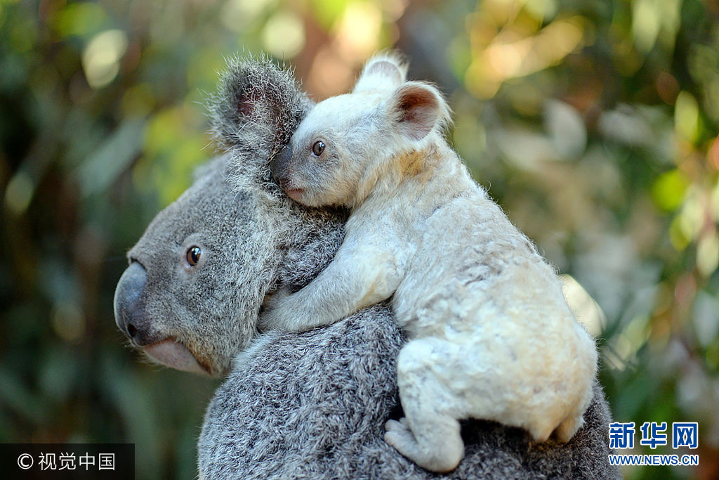 这只超萌的白色考拉是雌性,它的母亲是澳大利亚布里斯班动物园的考拉