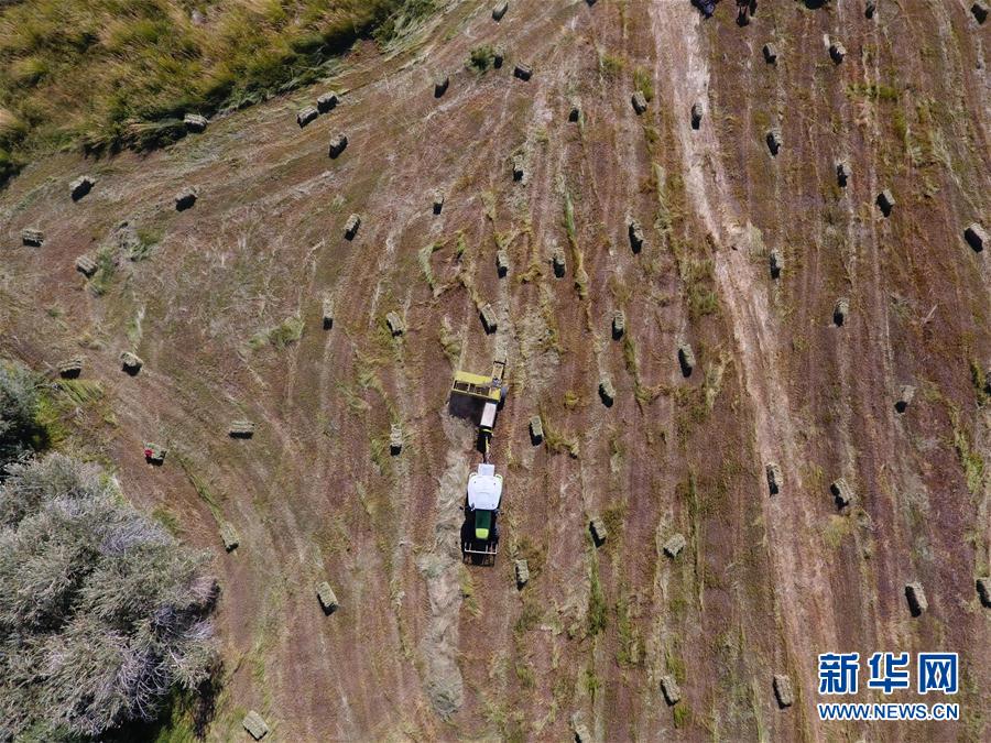 #（社会）（1）新疆兵团牧民机械“打草”备“冬粮”