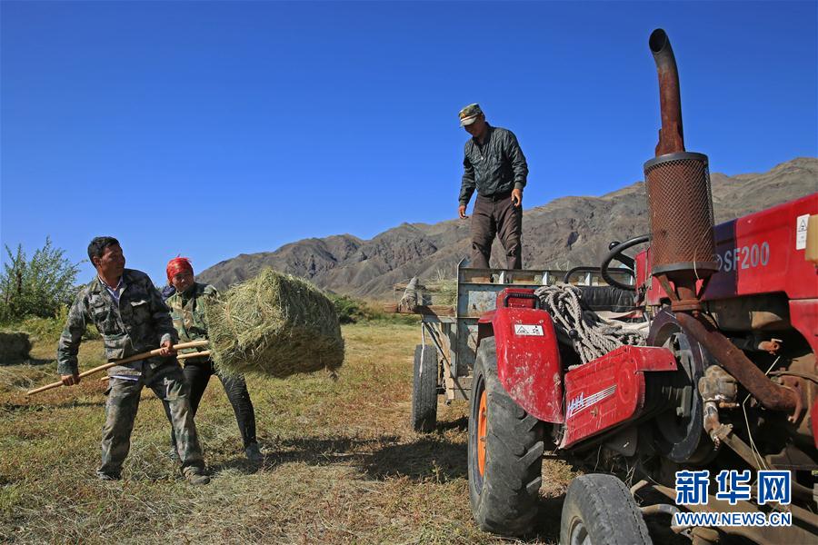 #（社会）（3）新疆兵团牧民机械“打草”备“冬粮”