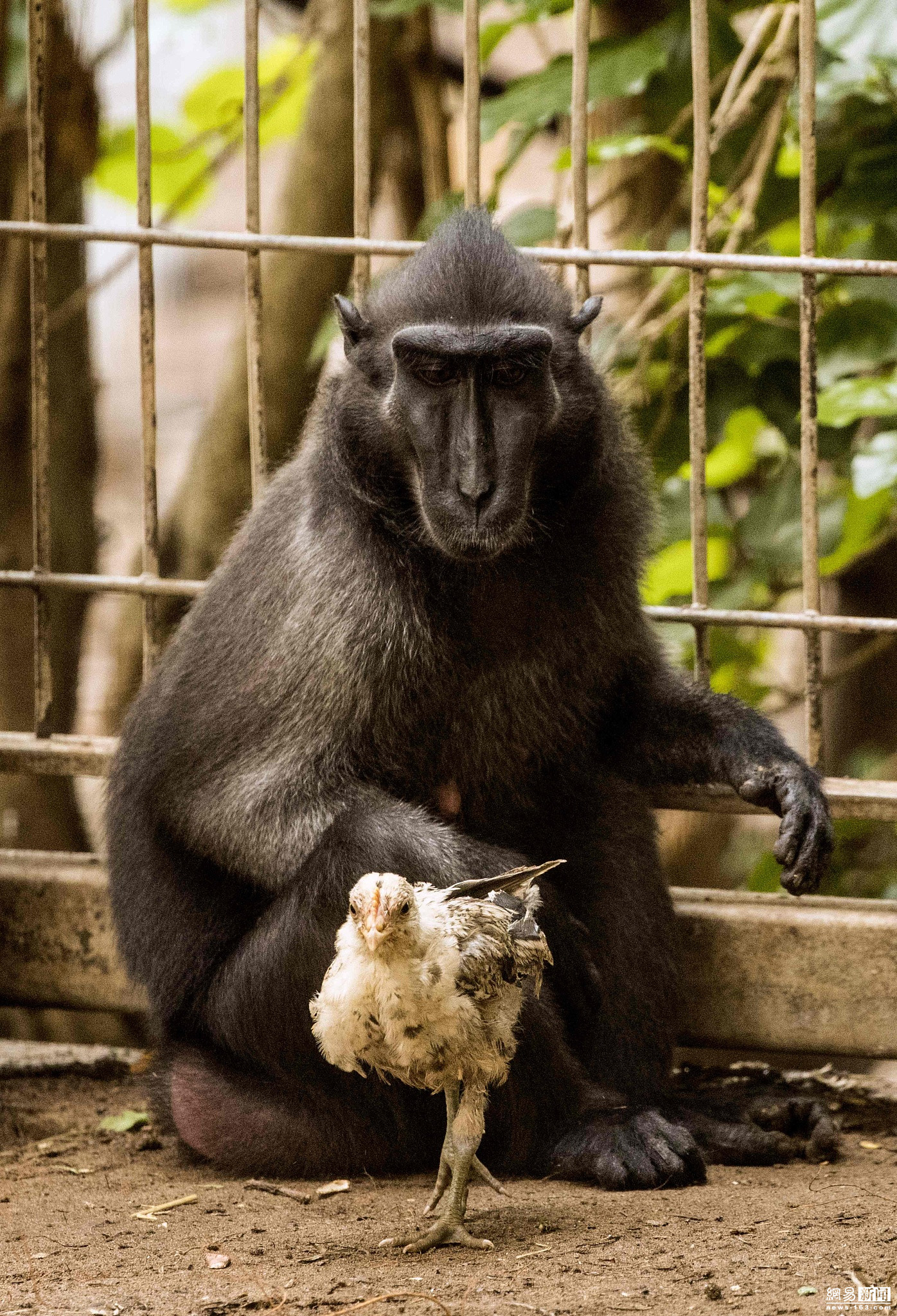 以色列动物园猕猴"收养"小鸡 整天形影不离