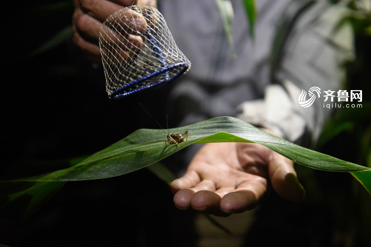 八成外出务工村民回乡抓蛐蛐 一条蛐蛐收入顶一年