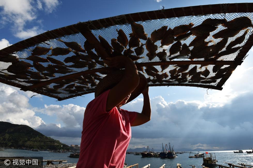 航拍深圳南澳晒渔场烈日下晒鱼干场面壮观