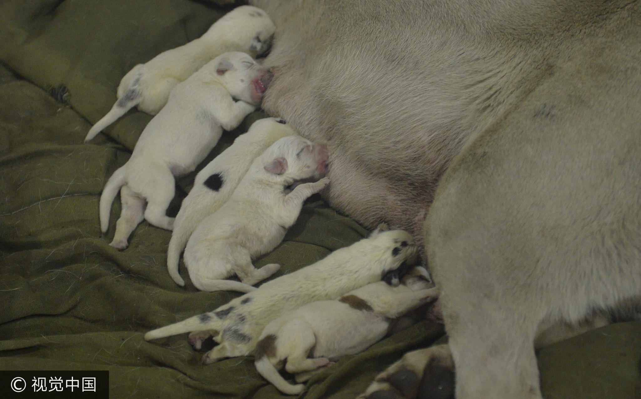 一只高产狗妈妈正在做产后输液,就在几天前,它陆续产下了31只小狗崽