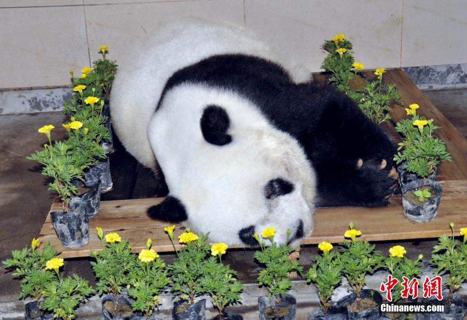明星大熊猫"巴斯"辞世 享年37岁