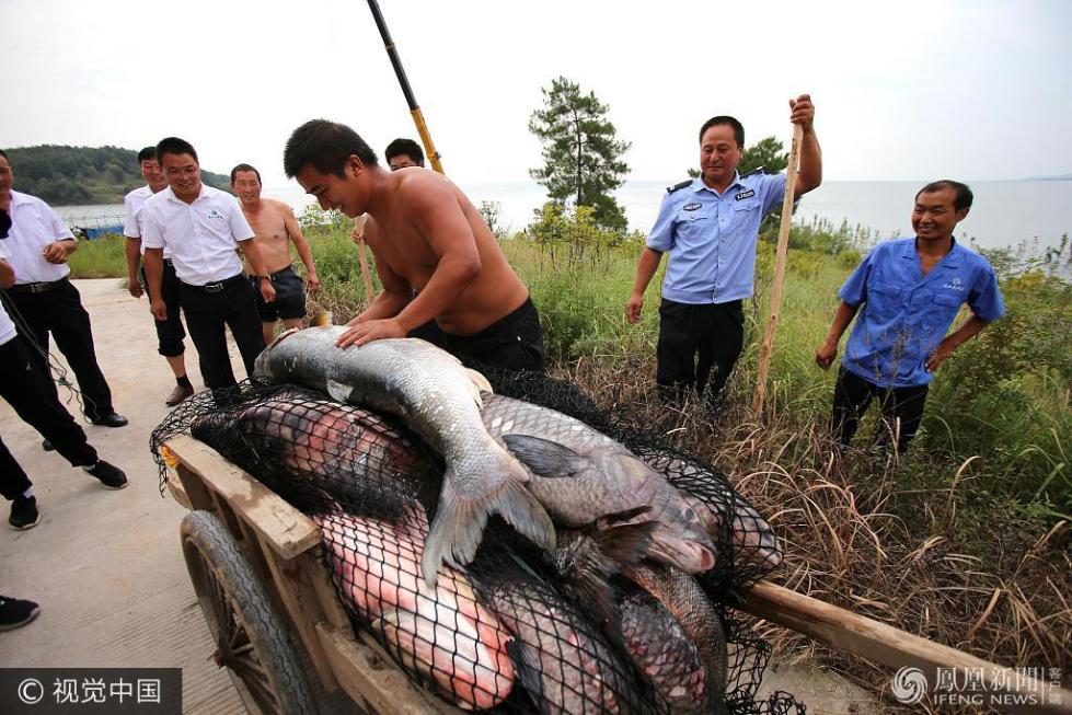 河南捕鱼者布阵捉"鱼王" 鱼和人一样高