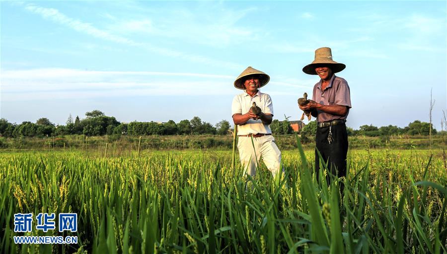 安徽庐江稻鸭共养助农增收致富