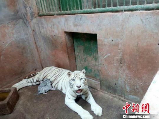 图为饲养员偷偷拍摄的白虎妈妈喂养白虎双胞胎。　王成杰 摄