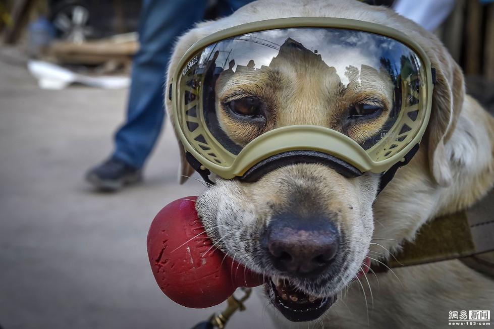 墨西哥地震救援持续 搜救犬全副武装