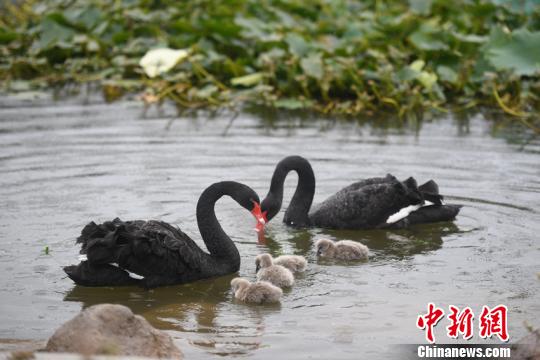 黑天鹅一家成为吉大校园内一道温馨的风景线 张瑶 摄