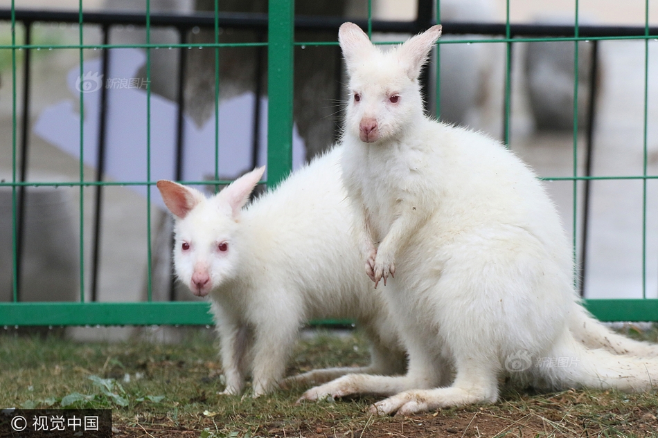 濒危白袋鼠亮相山东烟台 全世界仅有1000余只