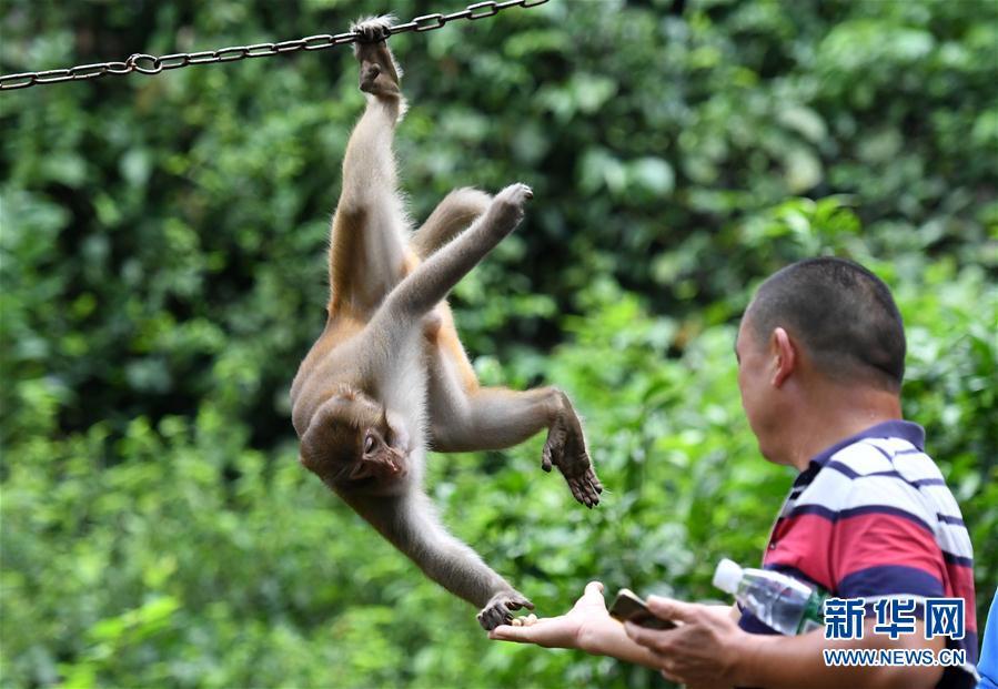 9月27日,在广西隆安县龙虎山,一只猴子在取游客手中的食物.