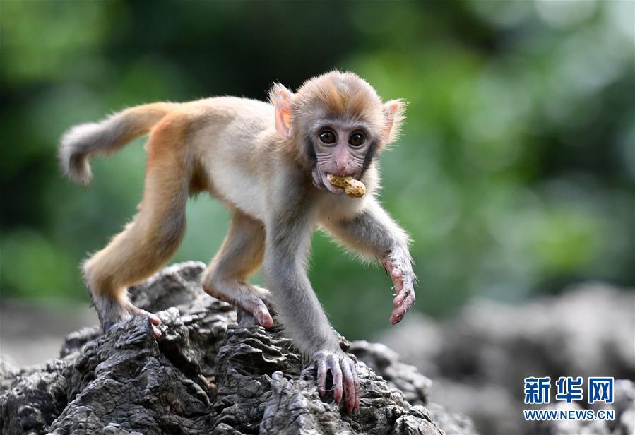 山清水秀猴子乐