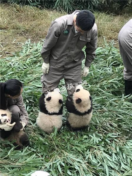 2017新生大熊猫宝宝集体亮相 抱住奶爸大腿不撒手