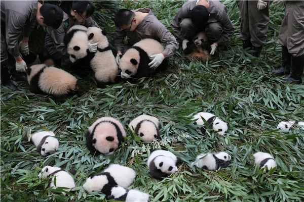 2017新生大熊猫宝宝集体亮相 抱住奶爸大腿不撒手