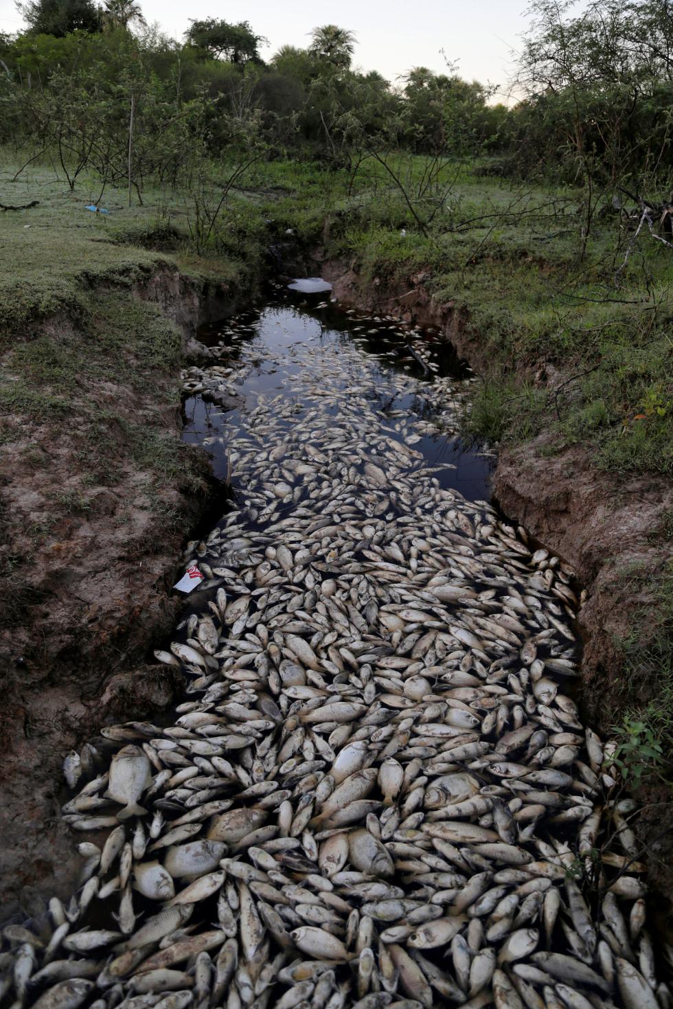 巴拉圭一河流現數千死魚 水面密密麻麻