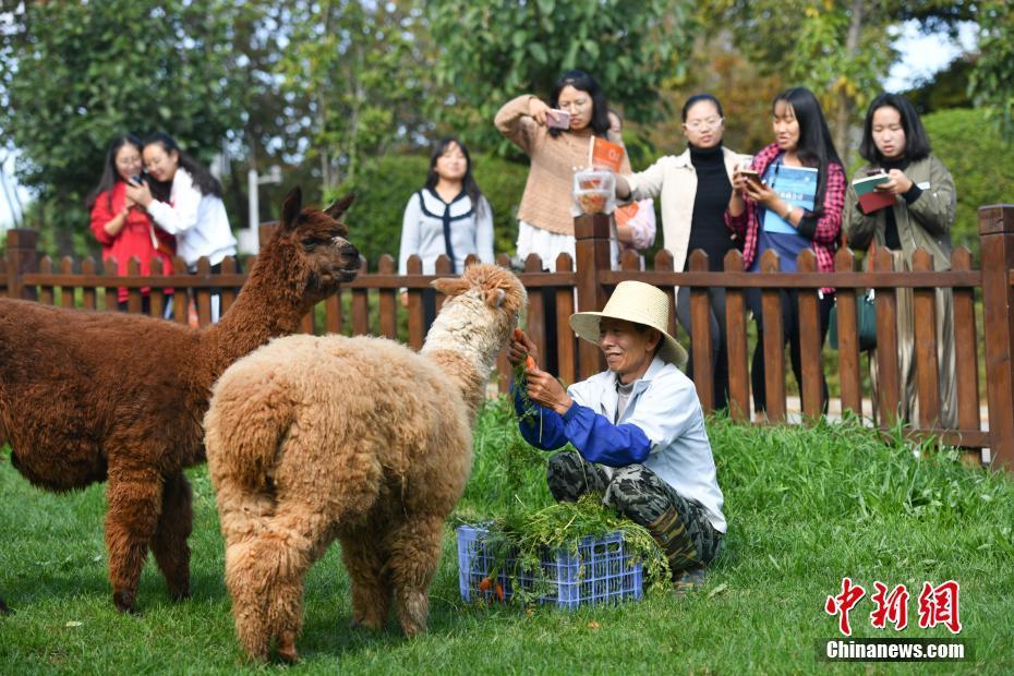 昆明高校饲养宠物羊驼多次越狱逛校园