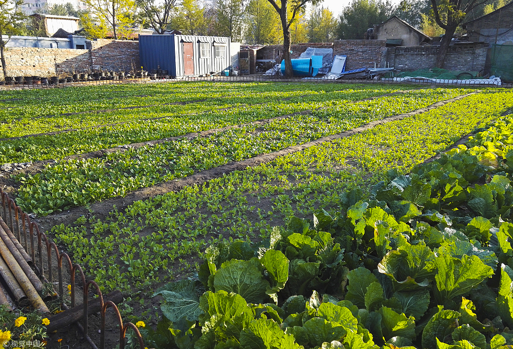 探访北京前门"黄金菜地"