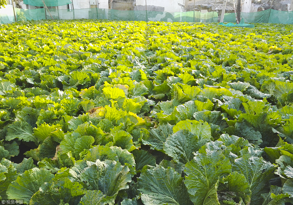 探访北京前门黄金菜地56