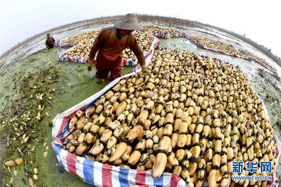 #（经济）（1）安徽肥西：初冬收藕忙