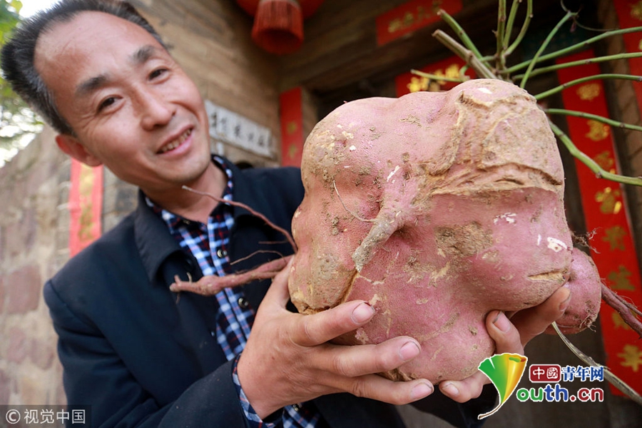 郑州一村民挖出超大红薯 外形酷似子母兔