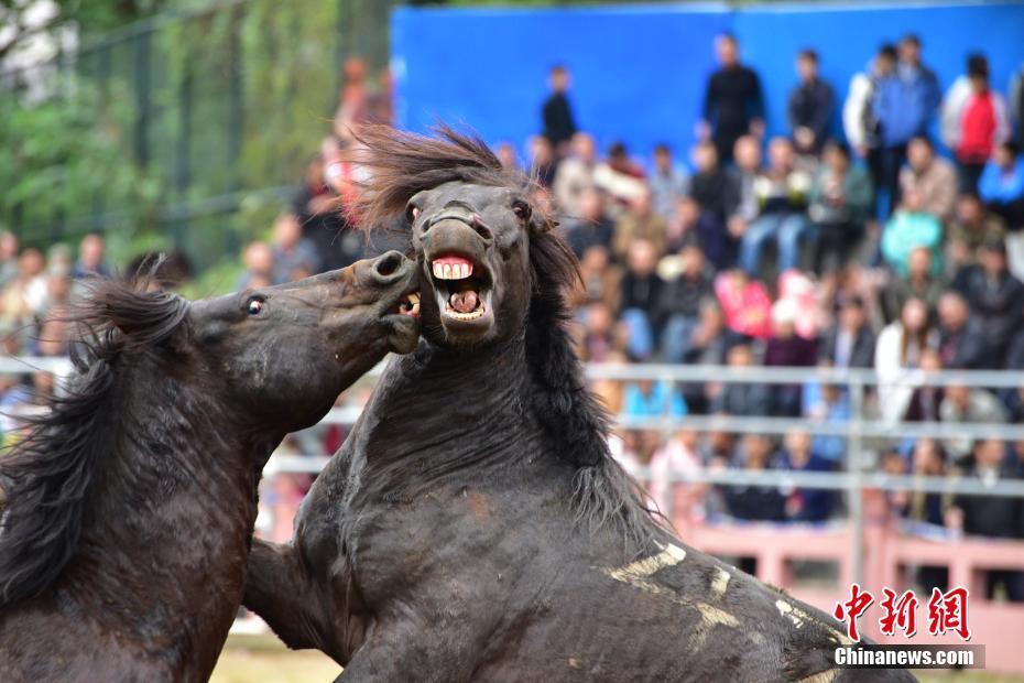 广西融水斗马赛 雄马一怒为"红颜"