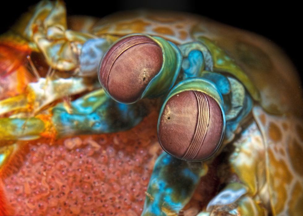 皮皮虾卵图片