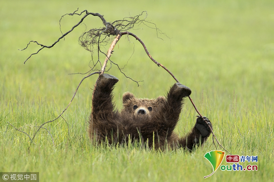 美国棕熊宝宝嬉戏玩耍四脚朝天萌坏了