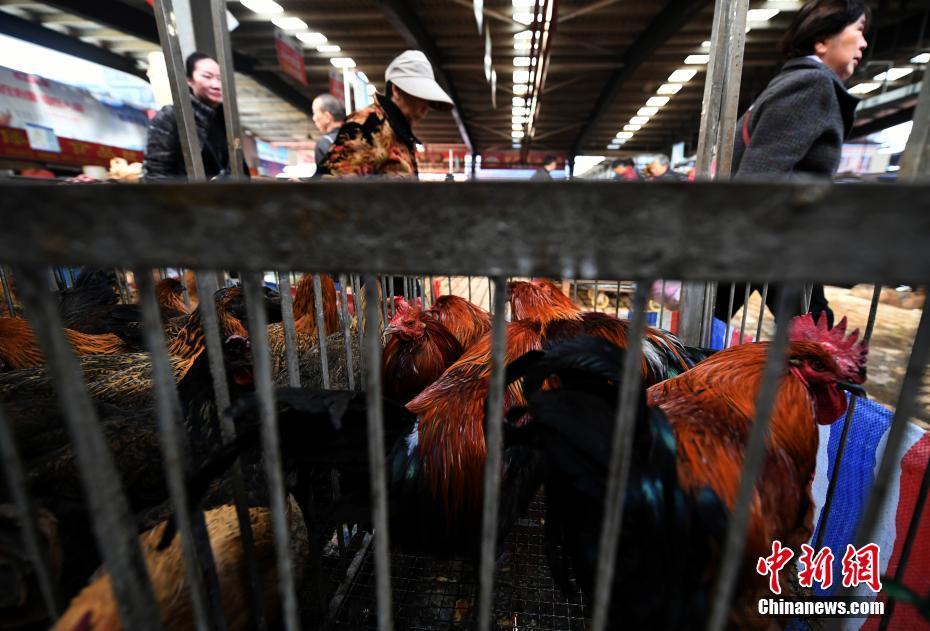 云南省确诊1例h7n9病例 活禽市场未受影响