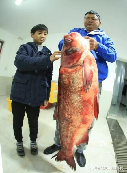 65斤丹江口水库现野生鳙鱼王