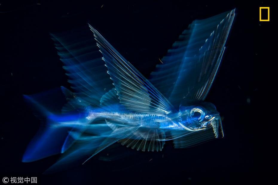 水下摄影三等奖作品:美国佛罗里达州棕榈滩,一只飞鱼.