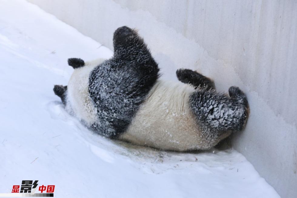 两只大熊猫吃完窝头后,在雪地中撒欢翻滚.