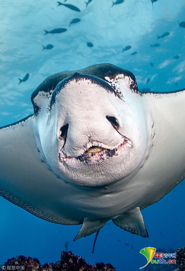 摄影师捕捉有趣一幕!鳐鱼似对镜头"卖萌微笑"