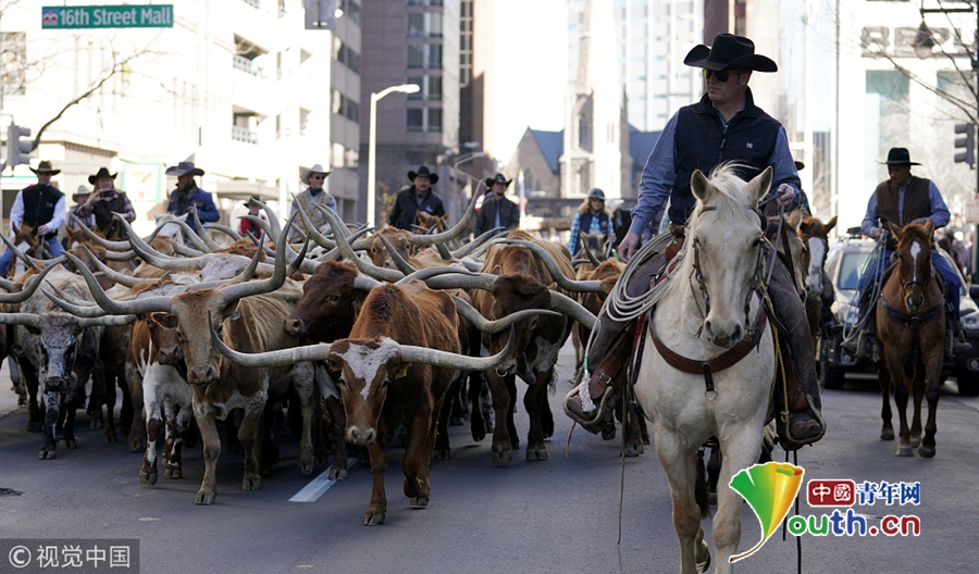 美国西部牛仔节开幕牛马齐上阵_新闻频道__中国青年网