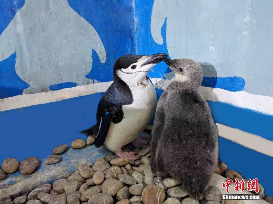 东北首例人工繁育帽带企鹅在大连降生 (2/4)