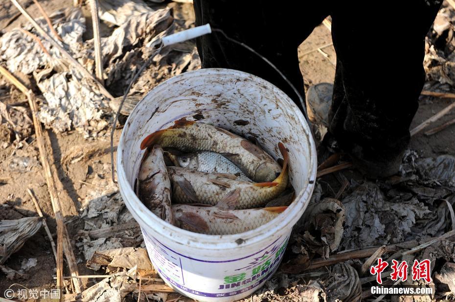 黄河水褪去山西民众破冰摸鱼 有人一天摸上百斤