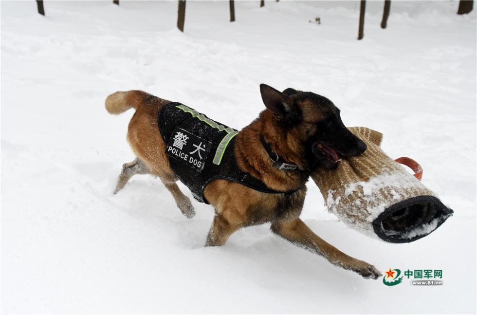 雪山巡逻犬图片